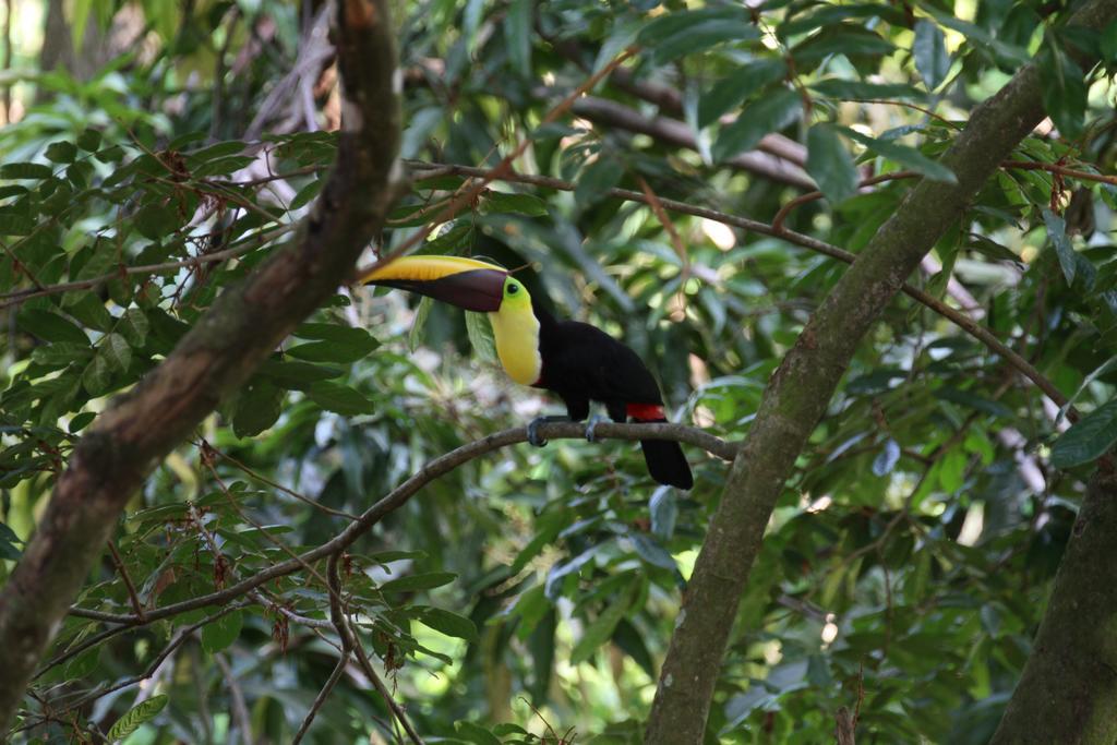 Mango Moon Villa Manuel Antonio Zewnętrze zdjęcie